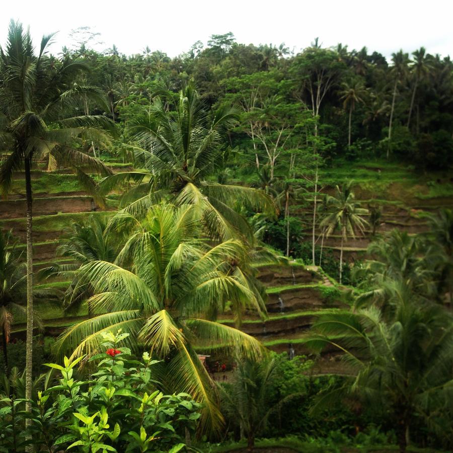 Mano House Appartement Ubud Buitenkant foto